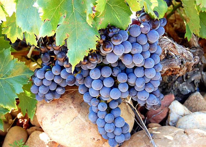 新鲜葡萄饮品的做法大全,新鲜的葡萄做葡萄酒的做法