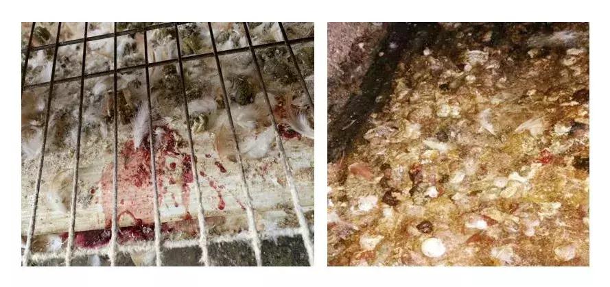 球虫对猪的危害,球虫药对产蛋鸡有何影响