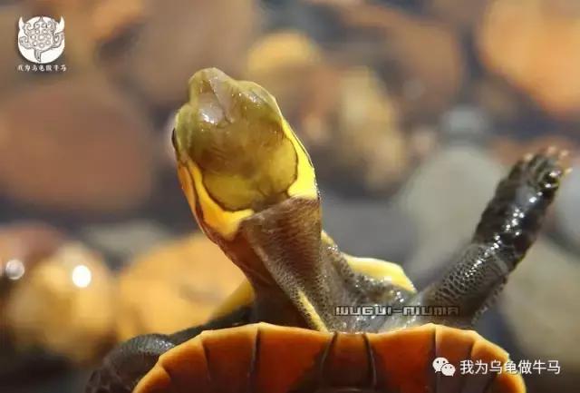 黄缘闭壳龟全集,黄缘闭壳龟和黄缘盒龟