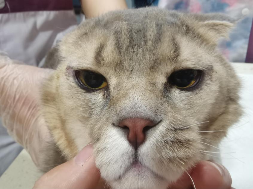猫咪眼睑内翻必须手术吗,猫咪铲屎官有哪些表现症状