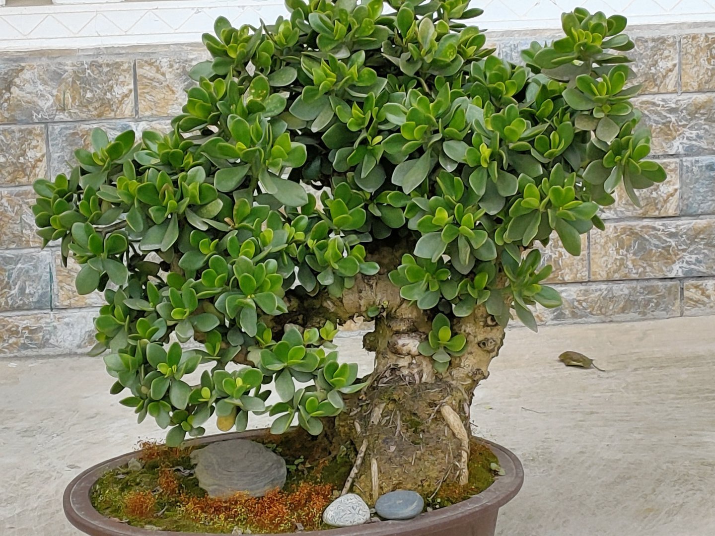 净化空气而且对身体好的花,净化空气对人身体有益的花