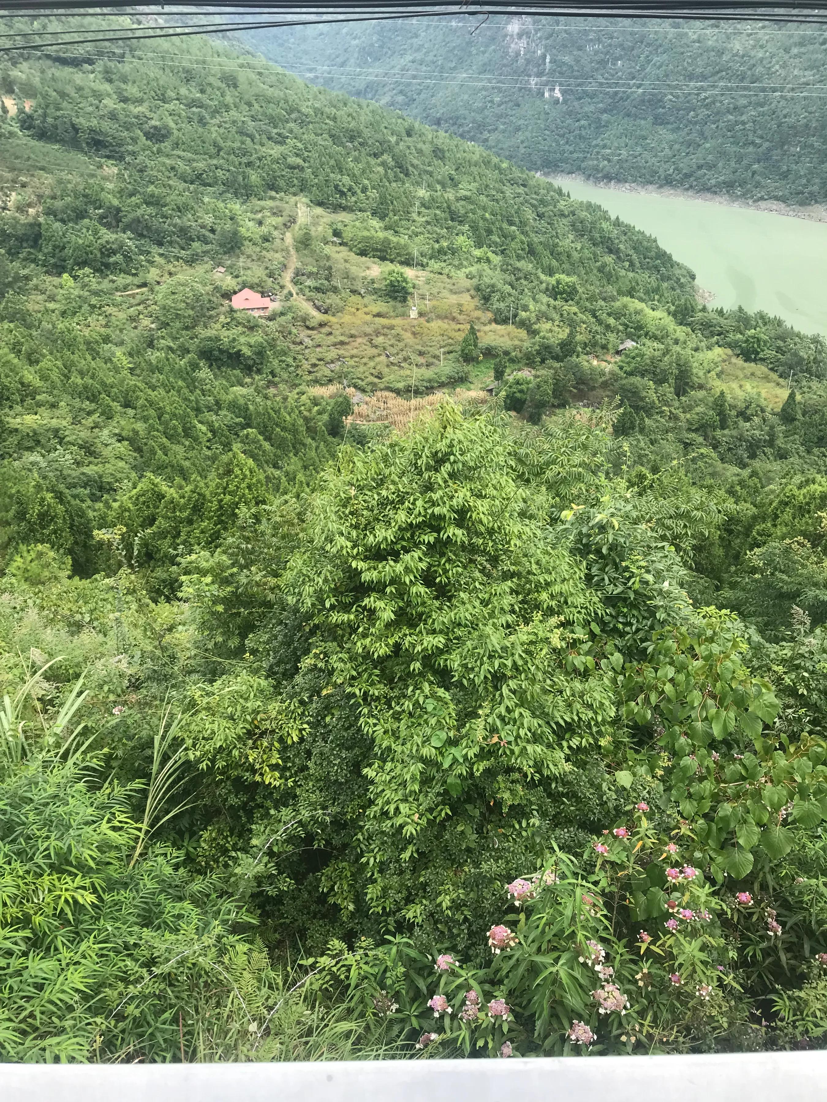 山远近路横斜读音,山远近路横斜青旗沽酒有人家意思