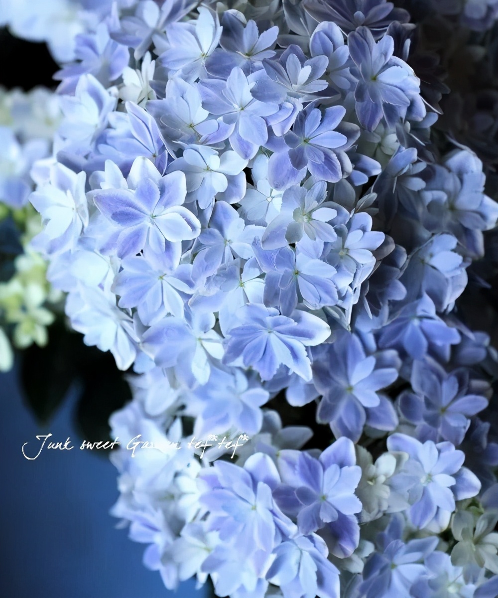 最漂亮的十种绣球,最省心的绣球