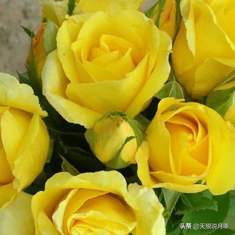 全球最香的十大香水月季,清新淡淡的月季花香水推荐