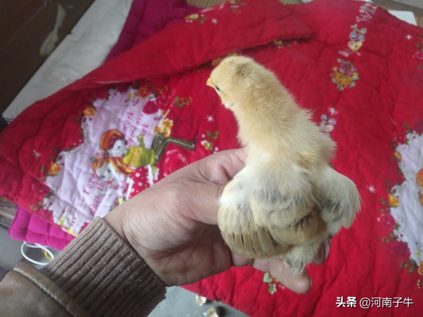 在家里如何孵化小鸡,自己在家怎么简单孵化小鸡