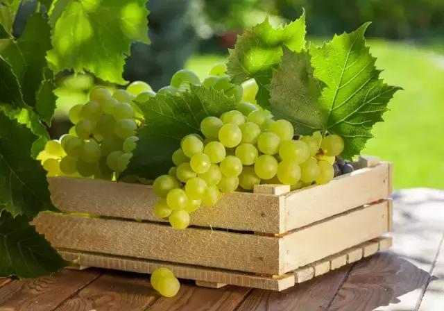 葡萄的表面白霜很多表明很新鲜吗,葡萄上的那层白霜是可以吃的吗