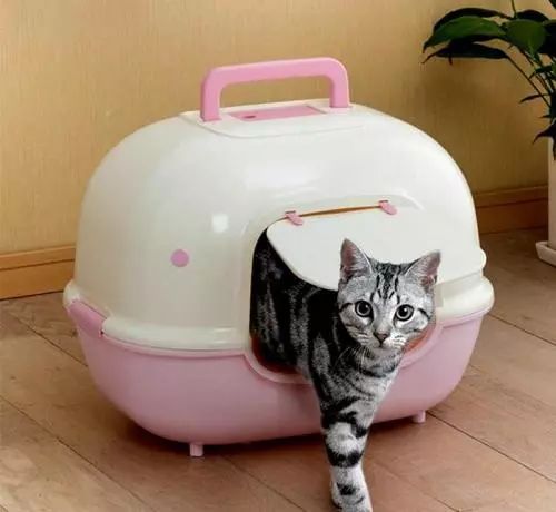 养猫怎么喂养小猫,新手养猫准备接猫咪需要买什么