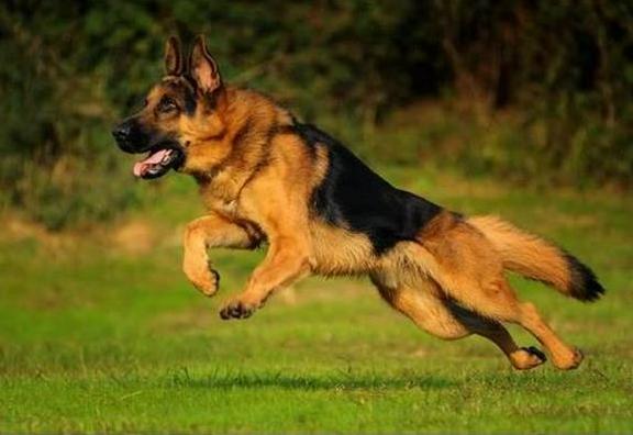 养牧羊犬最怕什么,养马犬好还是养德国牧羊犬好