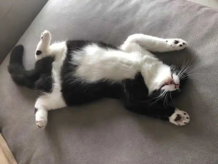 最受欢迎的猫品种前十名,国内最受欢迎的6种猫咪橘猫