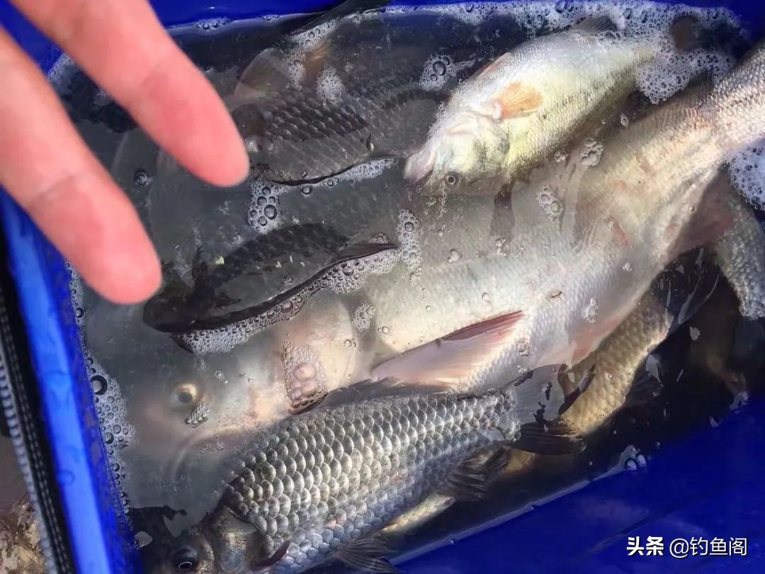 浮漂钓两目老是变一目,浮漂为什么买2号