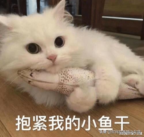 猫咪拉稀说是猫瘟,猫咪拉稀已经好了还吃处方粮吗