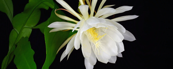 昙花好种吗,昙花好养吗