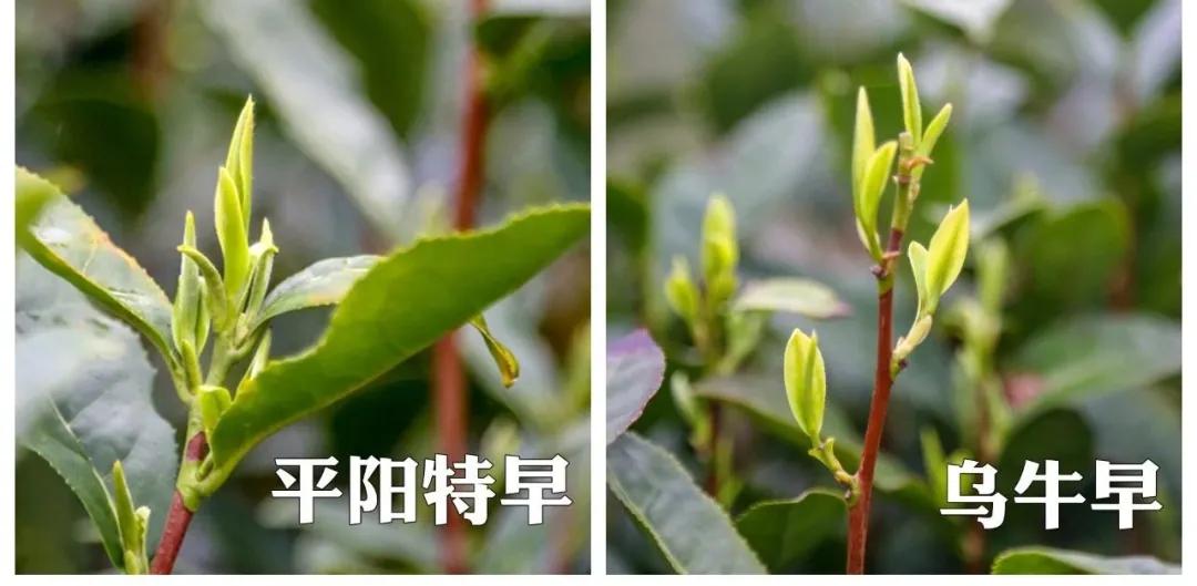 平阳黄茶滋味,平阳黄茶推荐