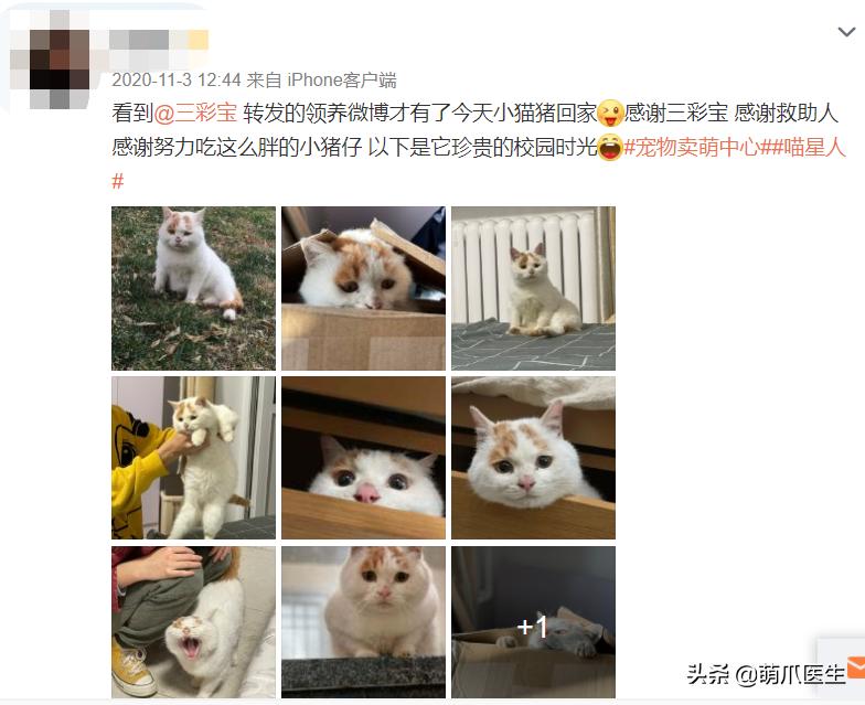 全网最委屈的猫主子,全网最委屈的小奶猫