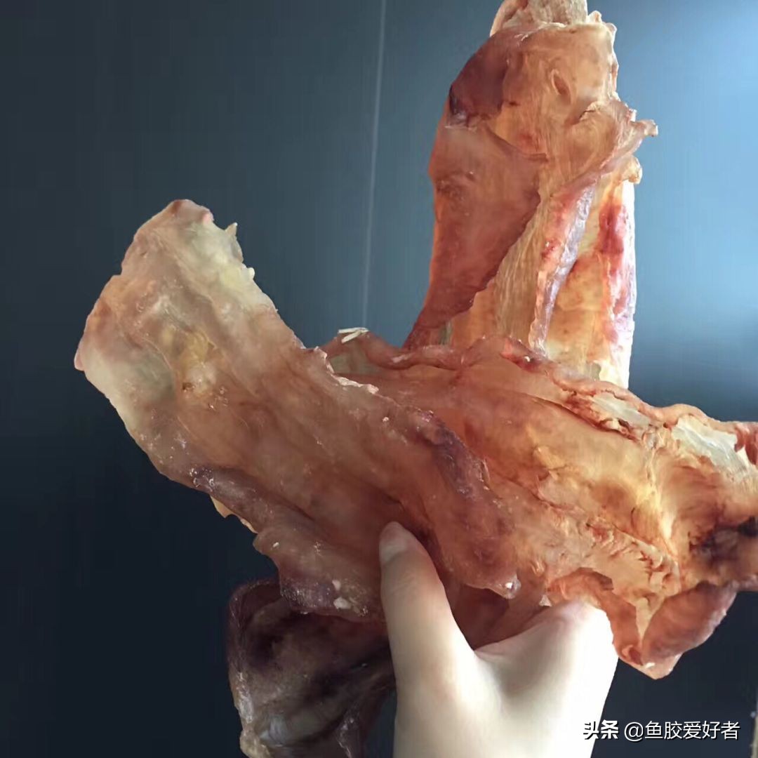 五年的花胶,5年以上的黄花胶