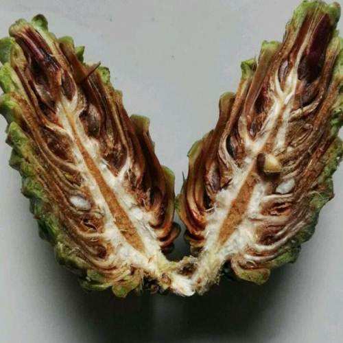 松子为什么那么贵视频,为啥松子贵