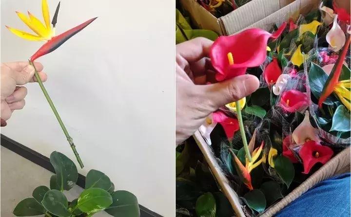 警惕这些诈骗新花招,这几种花有危险