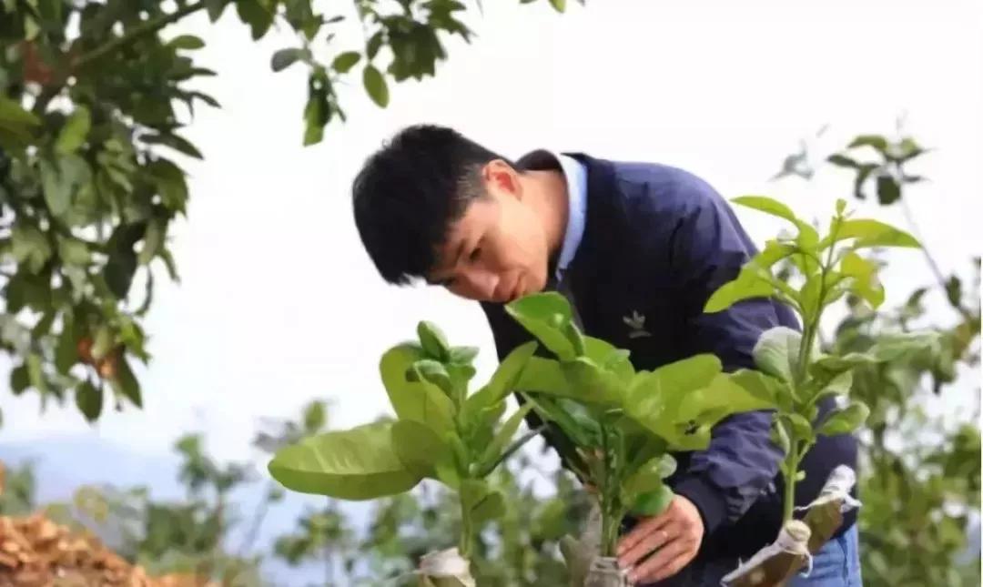 超拼视频购丨直播黑科技，90后“新农人”这样玩转果园