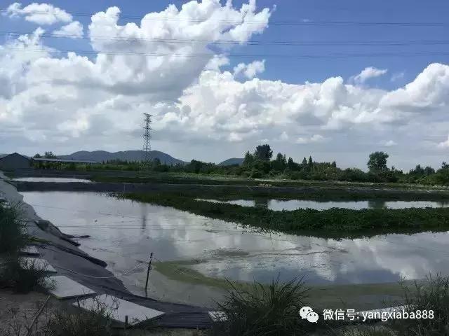 他把空心菜种到池塘里，鱼虾产量高得惊人！