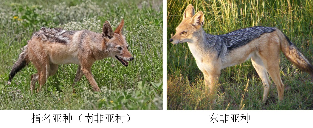 黑背胡狼智谋最高吗,黑背胡狼的弱点