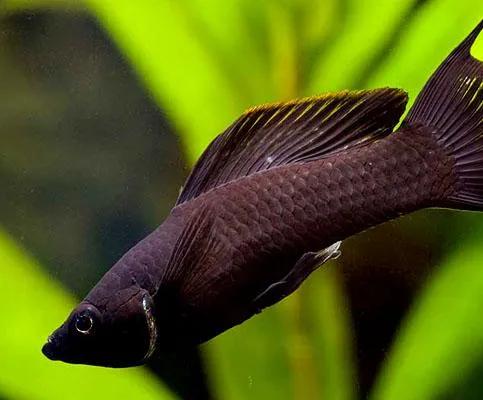 养观赏鱼新手入门教程,新手养观赏鱼养什么鱼好