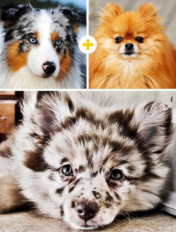 比柯基短腿好看的狗,和柯基杂交的狗狗都是小短腿吗