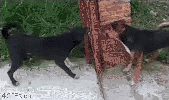 每日一笑998,每日一笑精彩评论