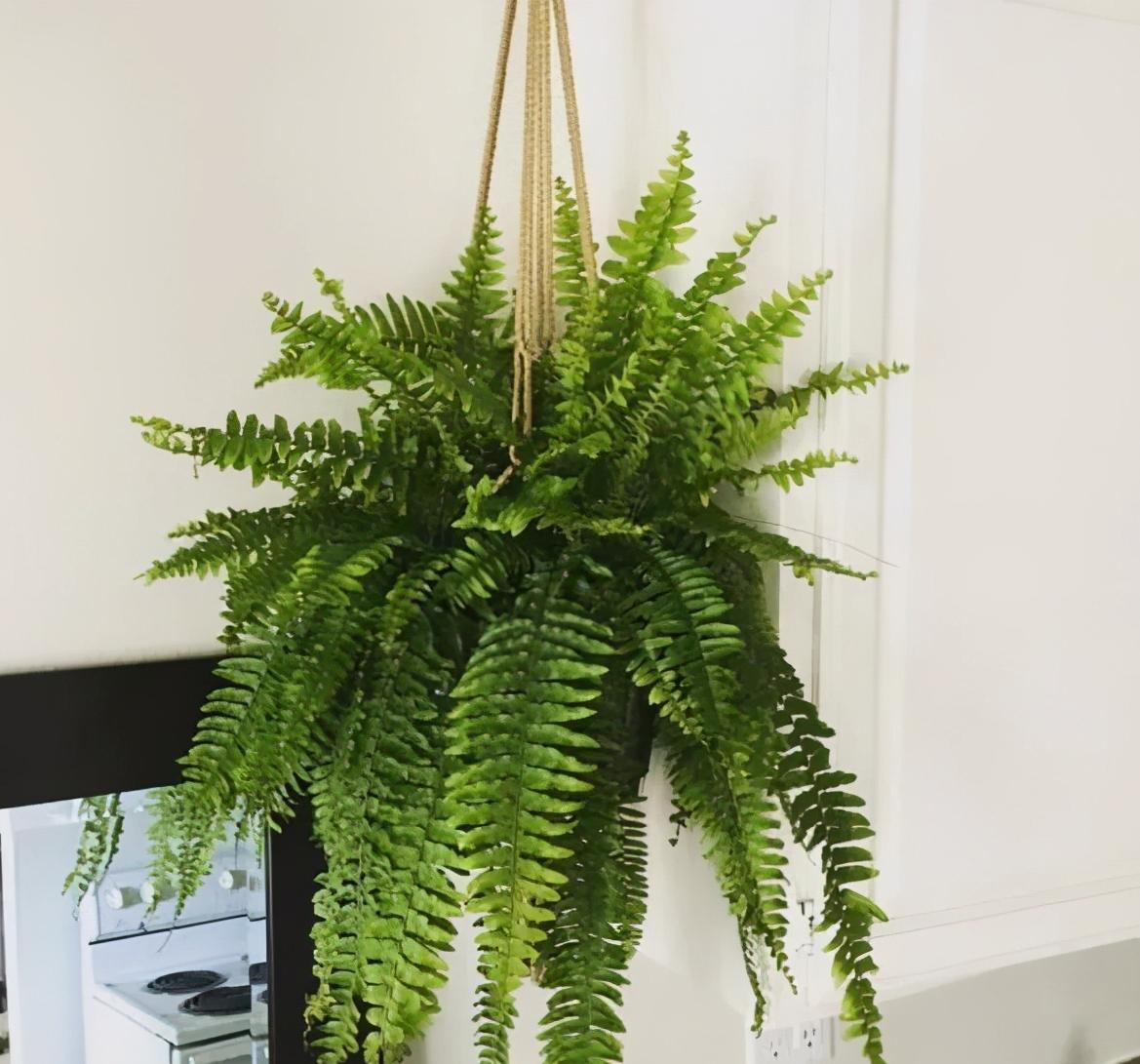 养花可以用加湿器增加湿度么,养花怎么增加湿度