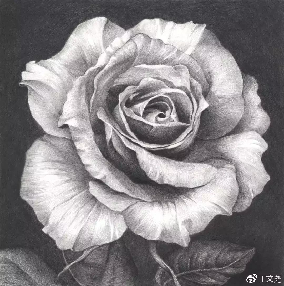 素描教程简单8-12岁玫瑰花,玫瑰素描怎么画