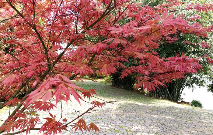 美丽的南湖公园夜景,南湖风景区真的太美了