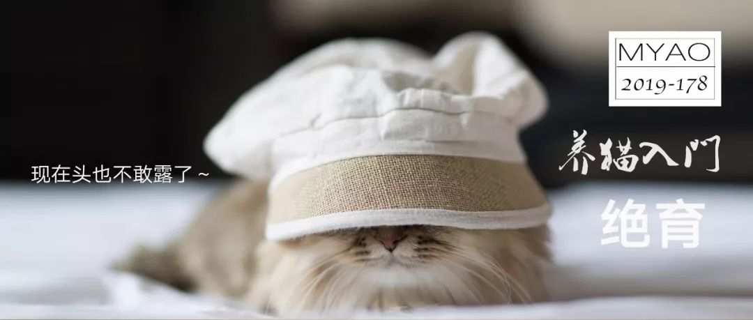 猫咪绝育后性格会改变吗,猫咪什么时候做绝育最好