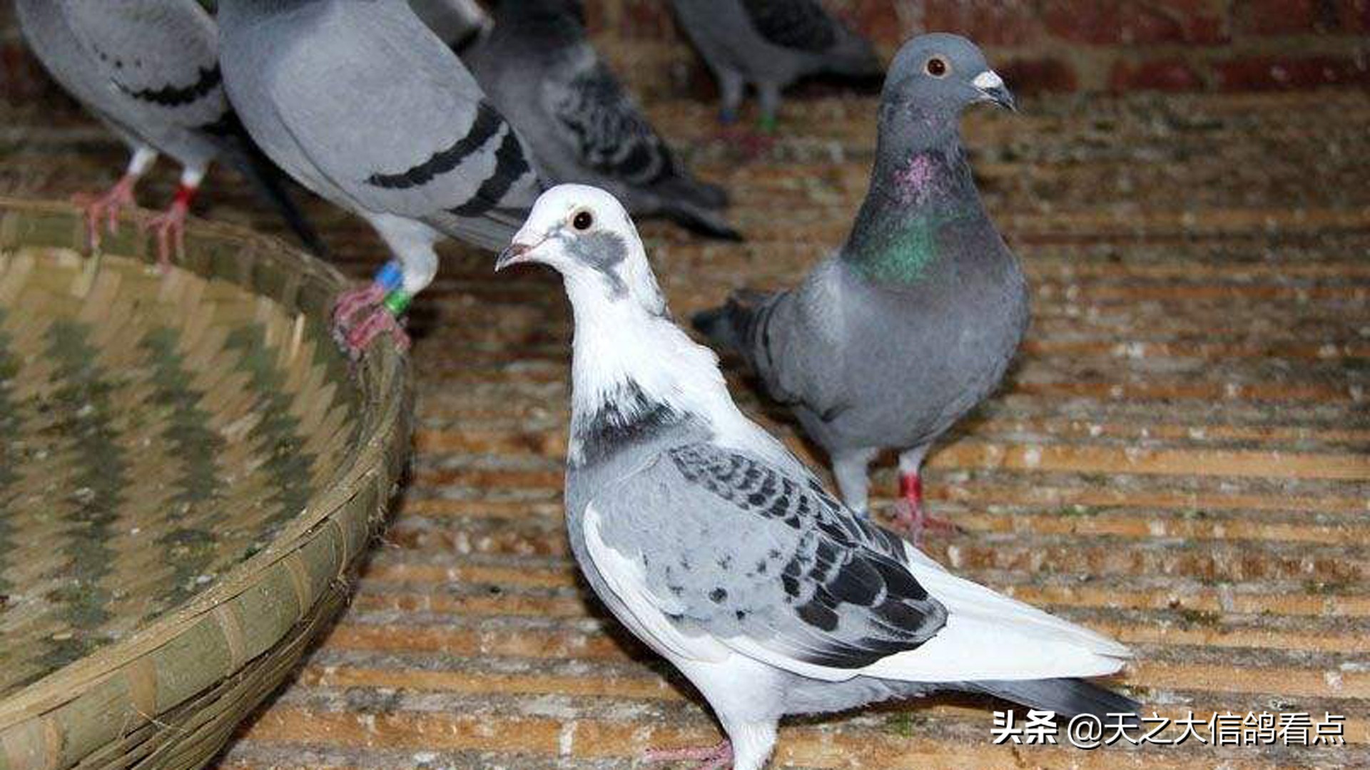 赛鸽资讯视频,健康赛鸽的粪便