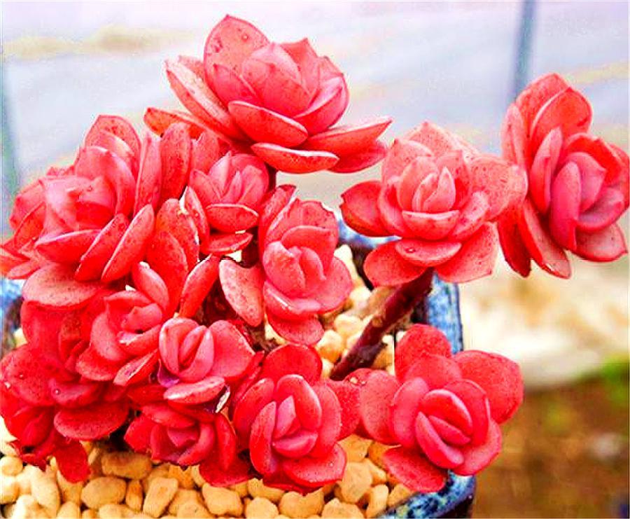 大叶子秀妍叶子徒长怎么办,多肉秀妍叶子一半枯萎