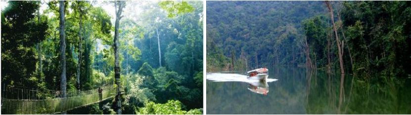 西双版纳原始森林门票,西双版纳所有景点门票一览表