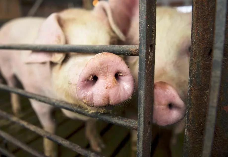 为什么中国每年从美国大量进口肉,为什么中国进口俄罗斯大增