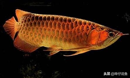 十大宠物鱼,宠物鱼排名前十的牌子