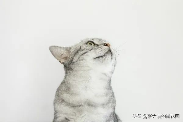 不让猫生小猫的方法,让不让猫咪生孩子