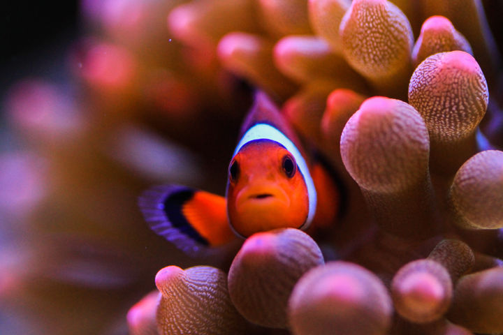 如何开始养珊瑚,新手养珊瑚方法