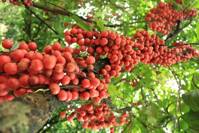 吃什么水果化痰止咳效果最好,常吃这8种食物少生病更长寿