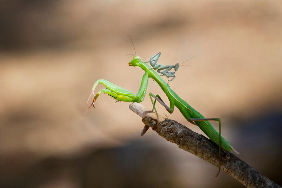 交配后就被妻子啃食，是爱之深恨之切，还是内有隐情呢？