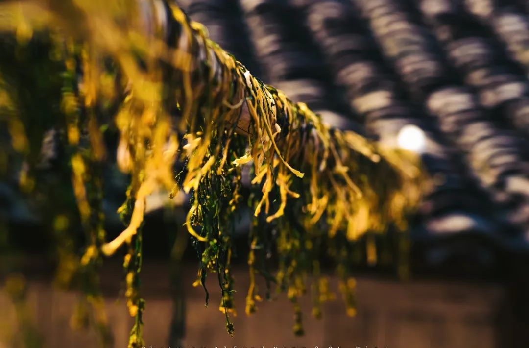 为什么浙江喜欢腌梅干菜,浙江梅干菜是怎样弄的