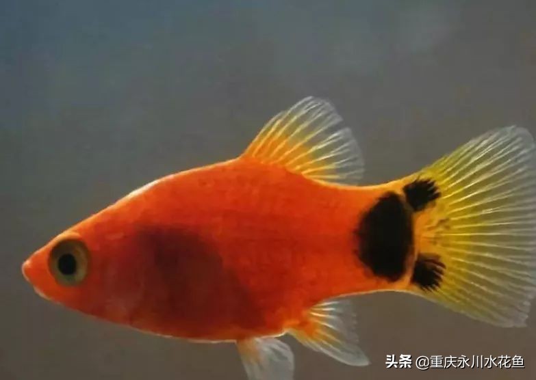 十种最漂亮的观赏鱼视频播放,观赏鱼60条