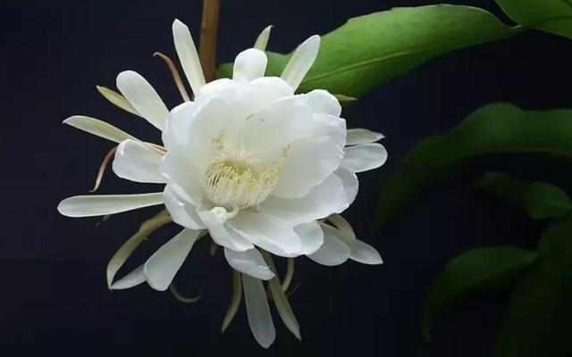 昙花怎么养殖才能长得茂盛,昙花怎样养殖才能养得更茂盛