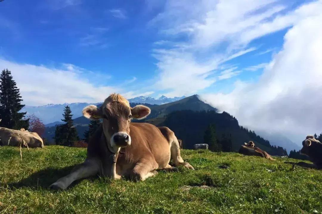 辞职旅行不想上班,辞职旅行是不理智之举