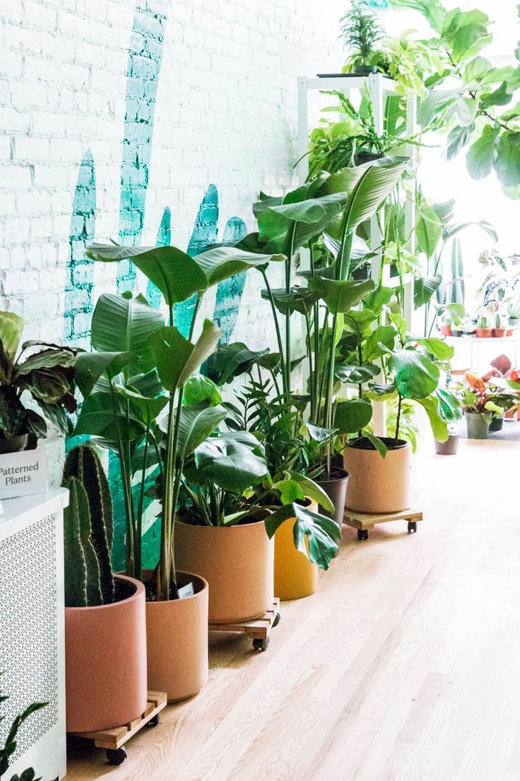 除甲醛绿植吸收的甲醛去哪里了,绿植去甲醛最有效的方法