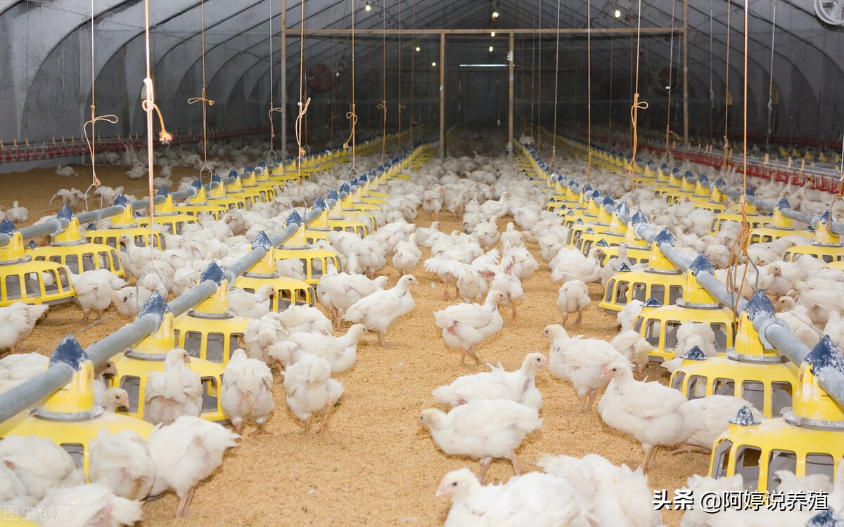 养鸡遇到坏死性肠炎怎么办?该怎么治疗?这篇文章告诉你