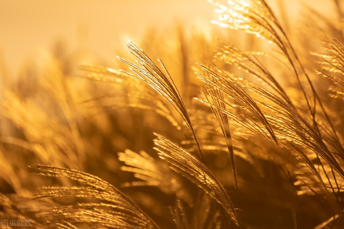 极富哲理的八首经典唐诗赏析合集,唐诗中最有哲理的十首诗