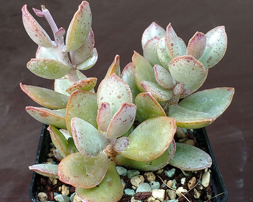 多肉水泡系列的养殖方法,多肉长颈鹿水泡叶插