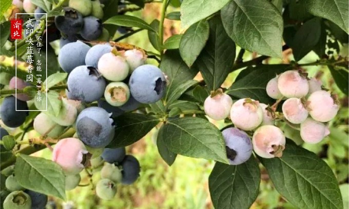 渝北周边采摘推荐,渝北茨竹附近采摘园