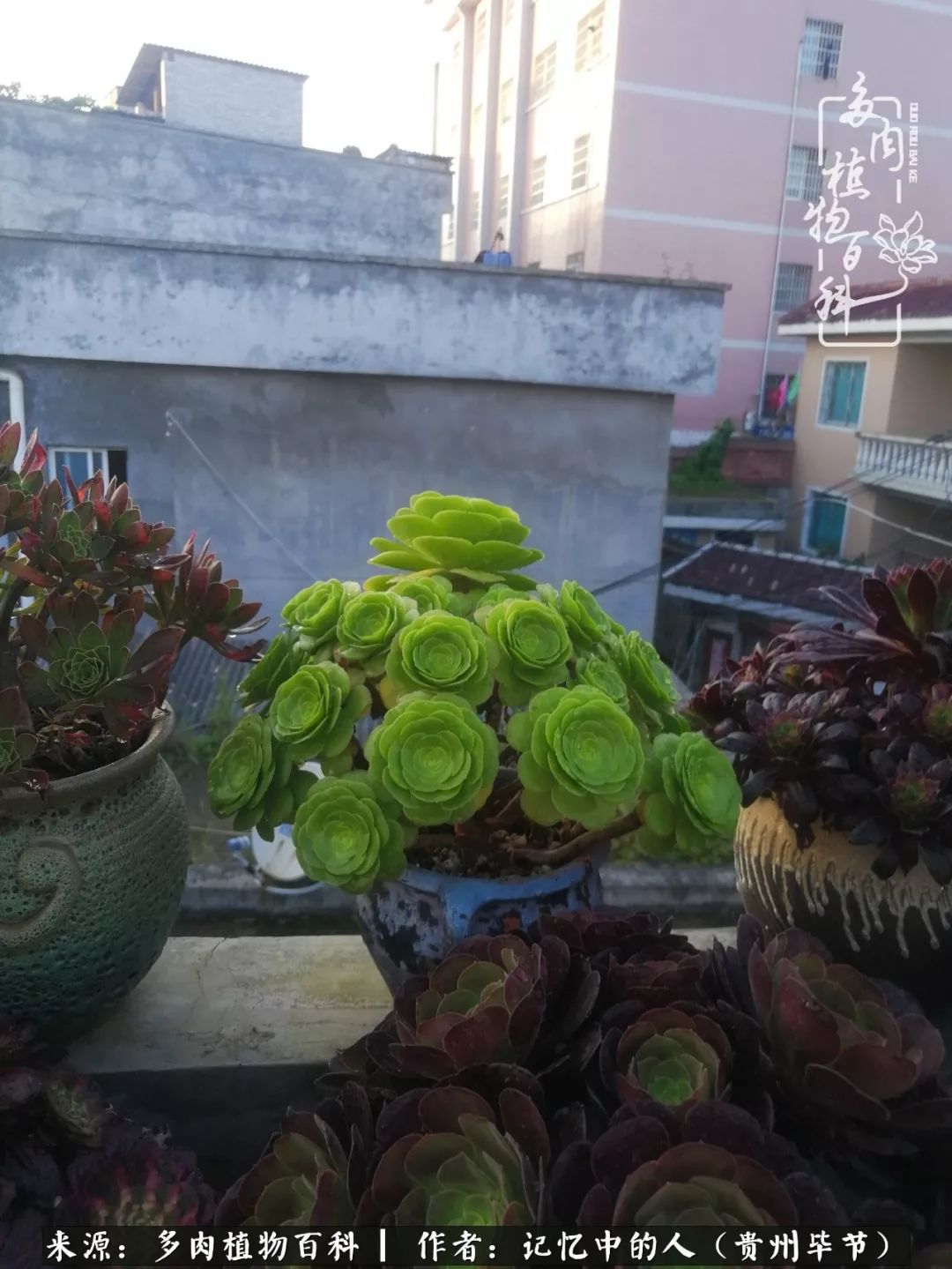 我心中的玫瑰原唱,我心中的玫瑰全部歌曲